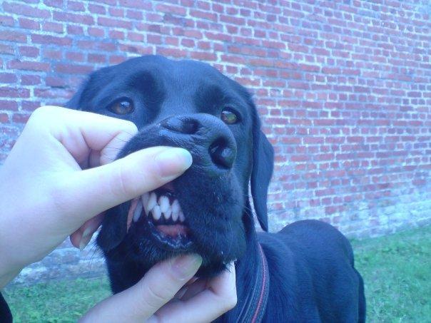 Blanding af racer Simba - Han har så fine tænder :-D billede 2