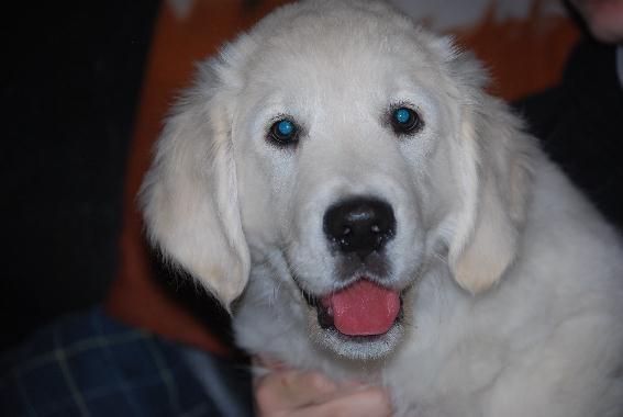 Golden retriever Elysian Blonds Eden of Glory ( Eddie ) billede 1