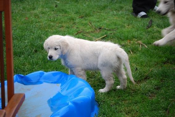 Golden retriever Elysian Blonds Eden of Glory ( Eddie ) billede 2