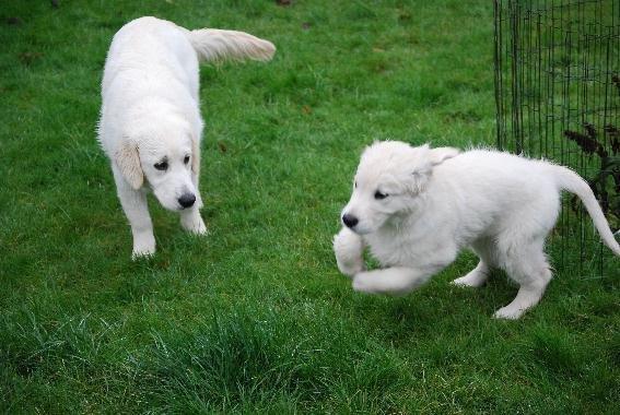 Golden retriever Elysian Blonds Eden of Glory ( Eddie ) billede 3