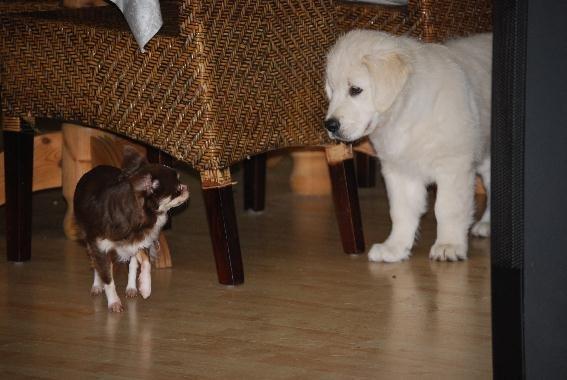 Golden retriever Elysian Blonds Eden of Glory ( Eddie ) billede 4