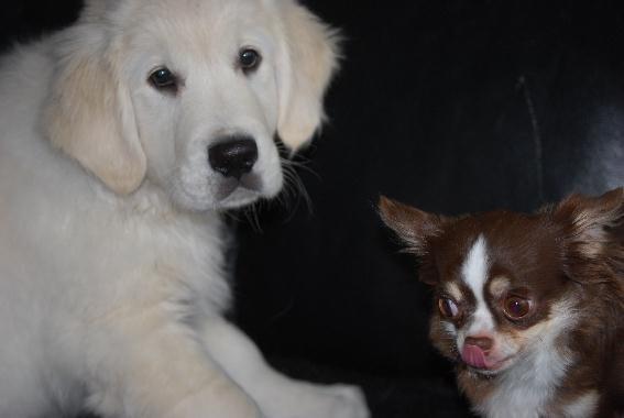 Golden retriever Elysian Blonds Eden of Glory ( Eddie ) billede 5