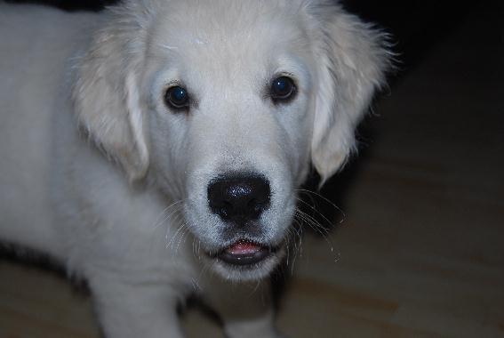 Golden retriever Elysian Blonds Eden of Glory ( Eddie ) billede 6