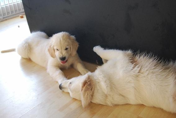 Golden retriever Elysian Blonds Eden of Glory ( Eddie ) billede 7