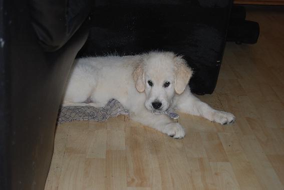 Golden retriever Elysian Blonds Eden of Glory ( Eddie ) billede 8
