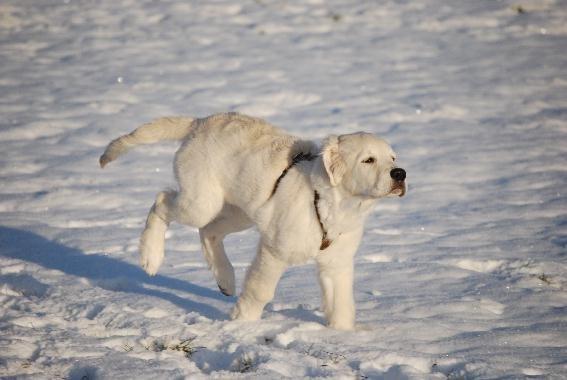 Golden retriever Elysian Blonds Eden of Glory ( Eddie ) billede 9