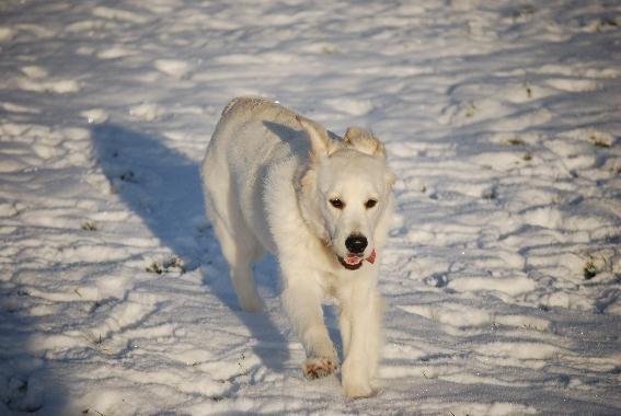 Golden retriever Elysian Blonds Eden of Glory ( Eddie ) billede 10