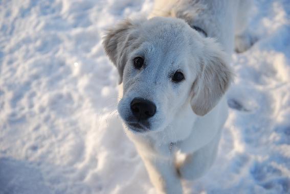 Golden retriever Elysian Blonds Eden of Glory ( Eddie ) billede 11
