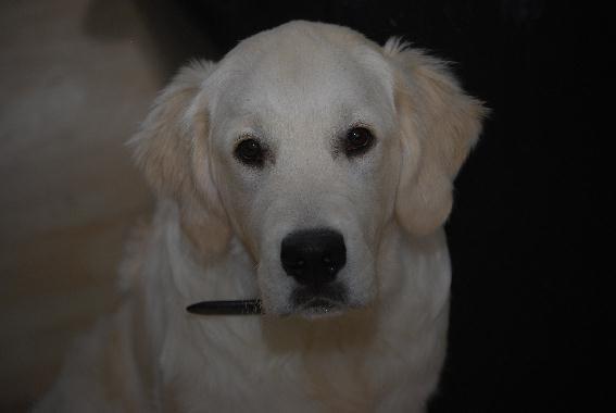 Golden retriever Elysian Blonds Eden of Glory ( Eddie ) billede 12
