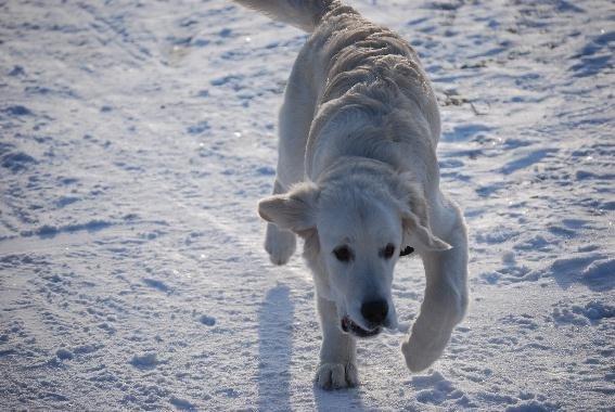Golden retriever Elysian Blonds Eden of Glory ( Eddie ) billede 13
