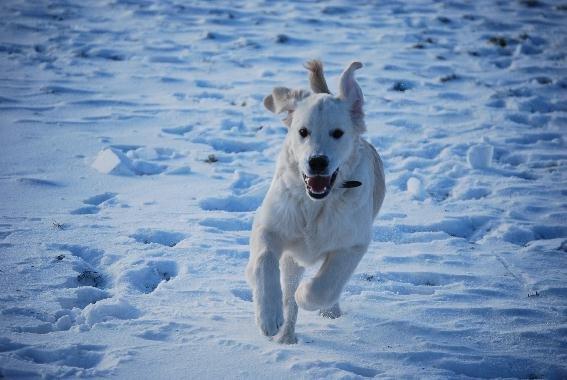 Golden retriever Elysian Blonds Eden of Glory ( Eddie ) billede 14