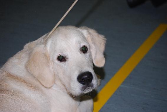 Golden retriever Elysian Blonds Eden of Glory ( Eddie ) billede 15