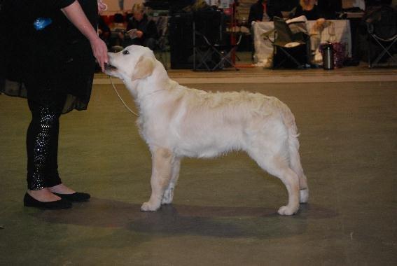 Golden retriever Elysian Blonds Eden of Glory ( Eddie ) billede 16