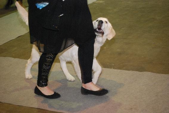 Golden retriever Elysian Blonds Eden of Glory ( Eddie ) billede 17