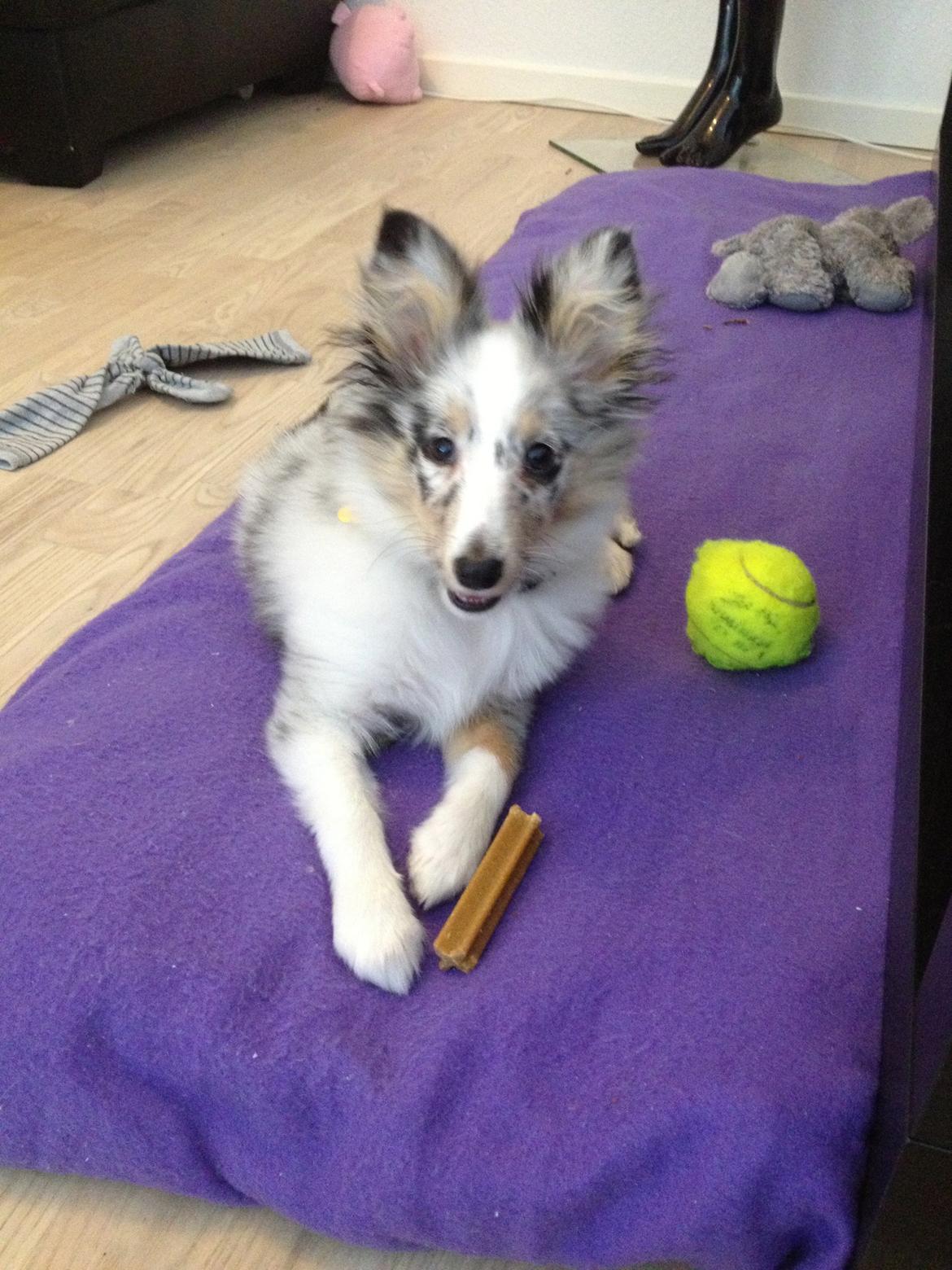 Shetland sheepdog Eleiko (Ellie) billede 1