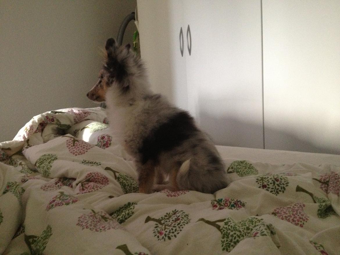 Shetland sheepdog Eleiko (Ellie) - Ser lige tv ;) billede 2