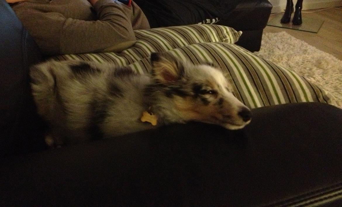 Shetland sheepdog Eleiko (Ellie) billede 4