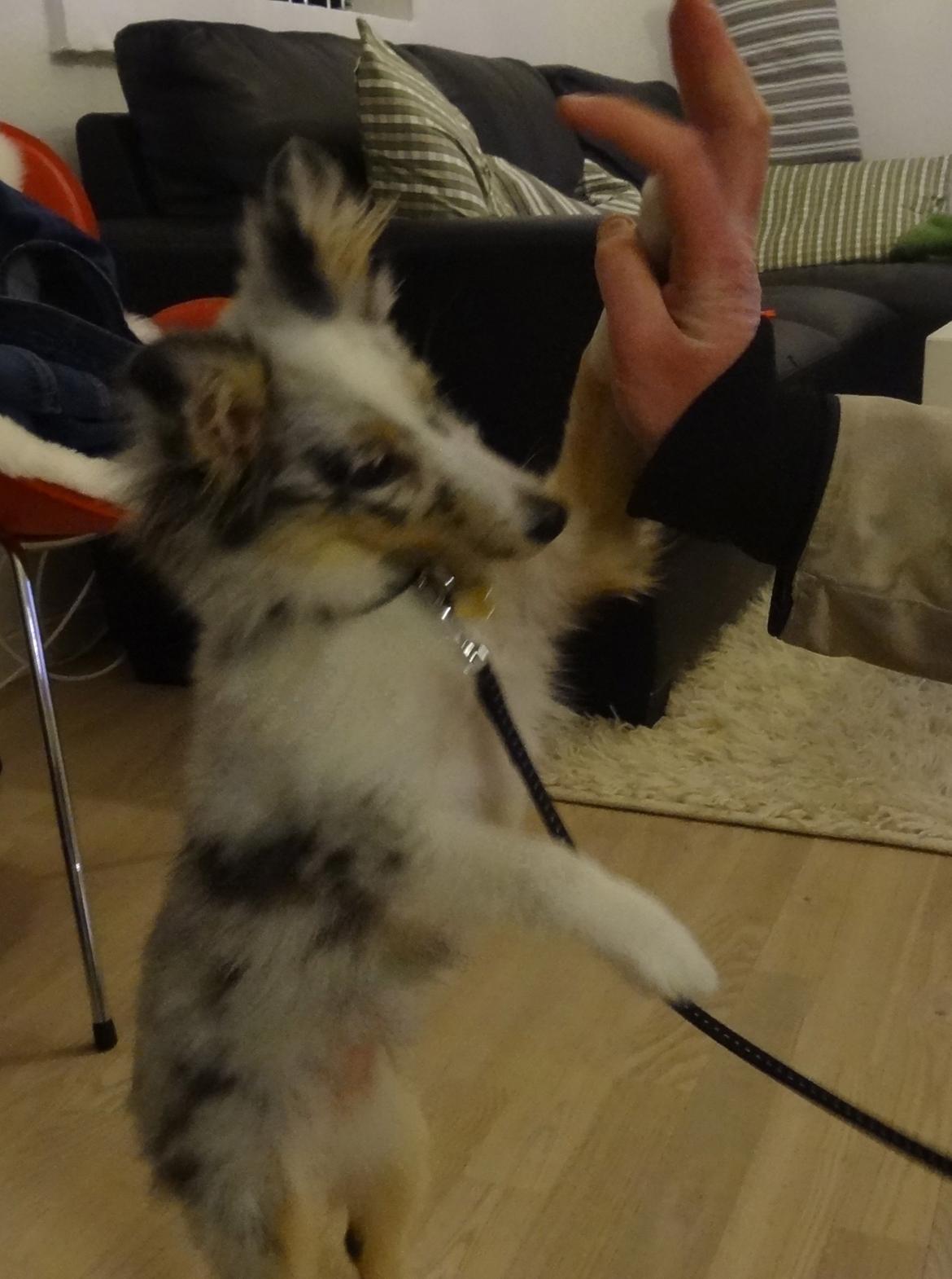 Shetland sheepdog Eleiko (Ellie) - High Five! billede 5
