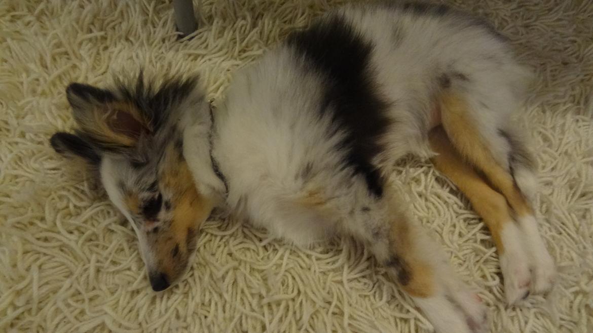 Shetland sheepdog Eleiko (Ellie) billede 6