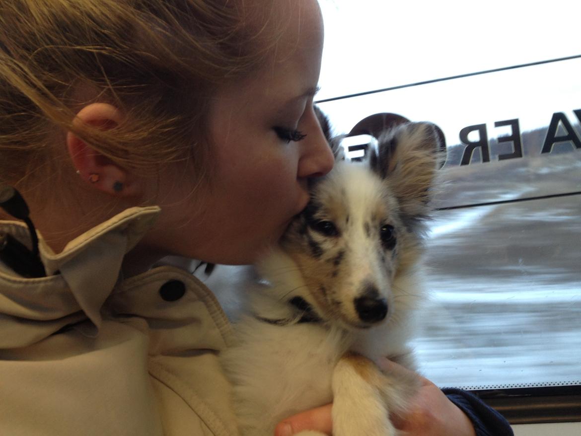 Shetland sheepdog Eleiko (Ellie) - Køre i tog med mor :) billede 7