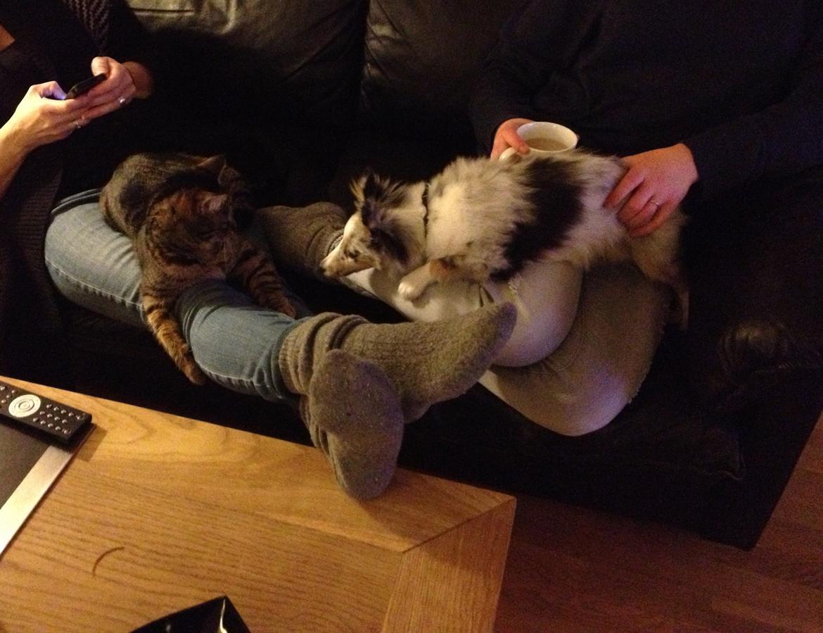 Shetland sheepdog Eleiko (Ellie) - Putter sammen med mors lille Misser :) billede 9