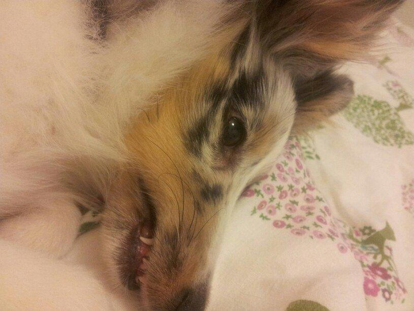 Shetland sheepdog Eleiko (Ellie) - Ellie glemmer nogle gange at læben skal ud over tænderne ;) billede 10