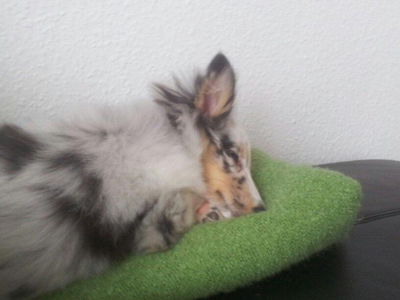 Shetland sheepdog Eleiko (Ellie) billede 11