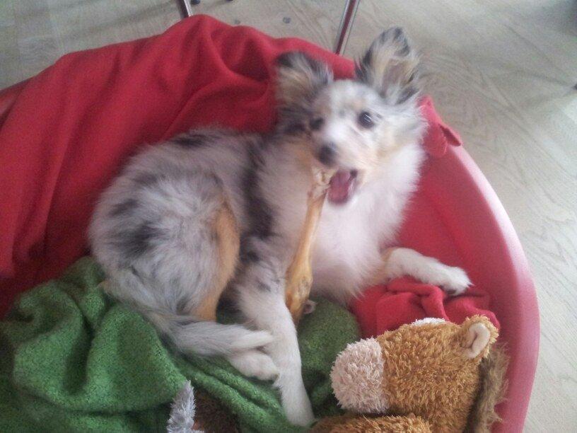 Shetland sheepdog Eleiko (Ellie) billede 12