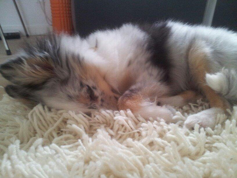 Shetland sheepdog Eleiko (Ellie) billede 13