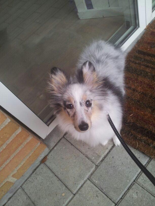 Shetland sheepdog Eleiko (Ellie) billede 15