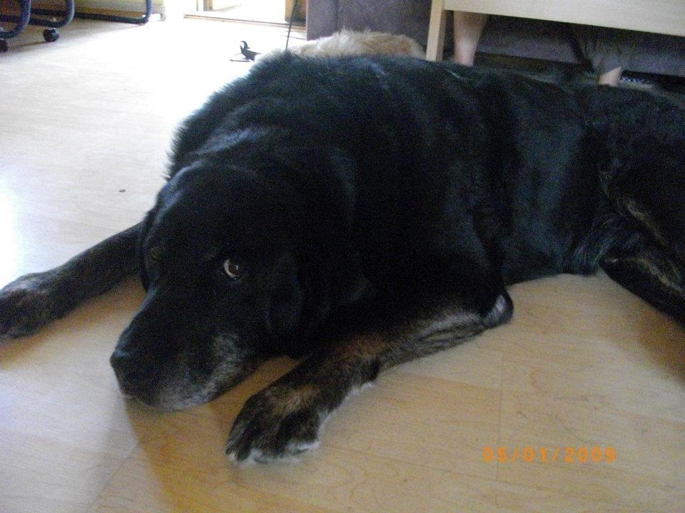 Blanding af racer Buller R.I.P billede 3