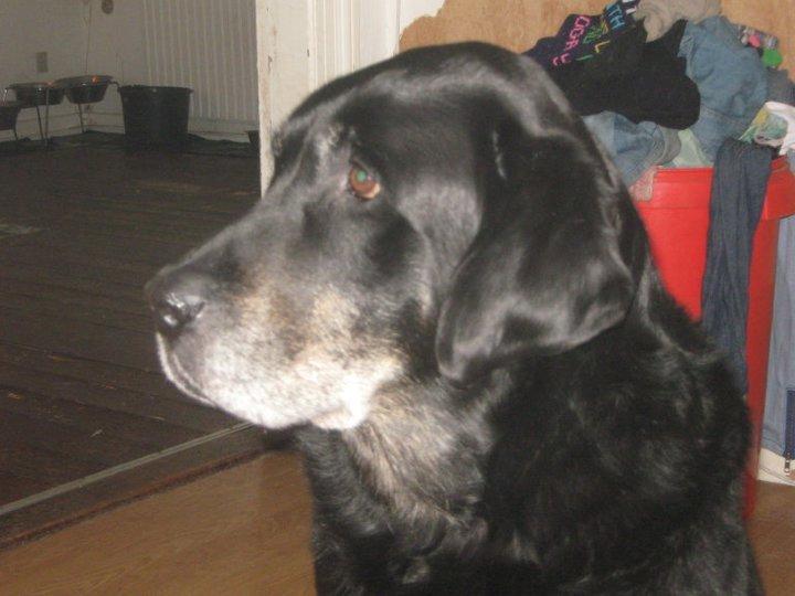 Blanding af racer Buller R.I.P billede 4