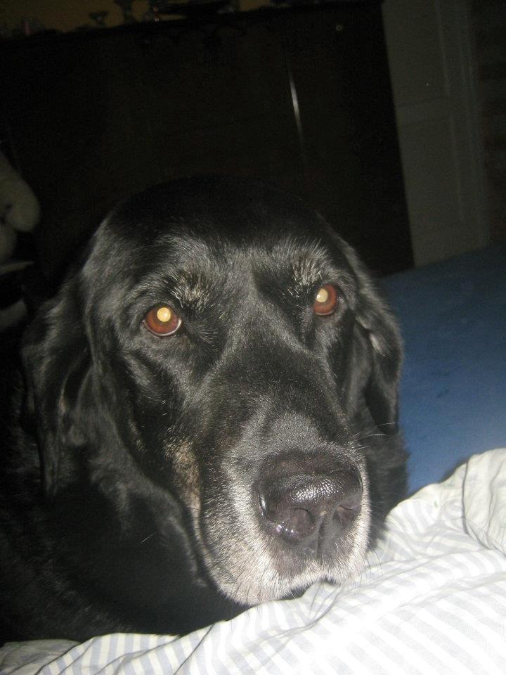 Blanding af racer Buller R.I.P billede 5