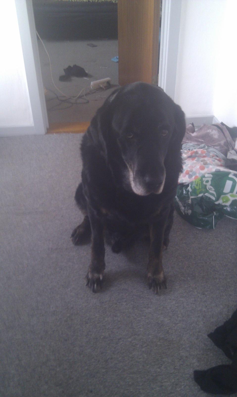 Blanding af racer Buller R.I.P billede 6