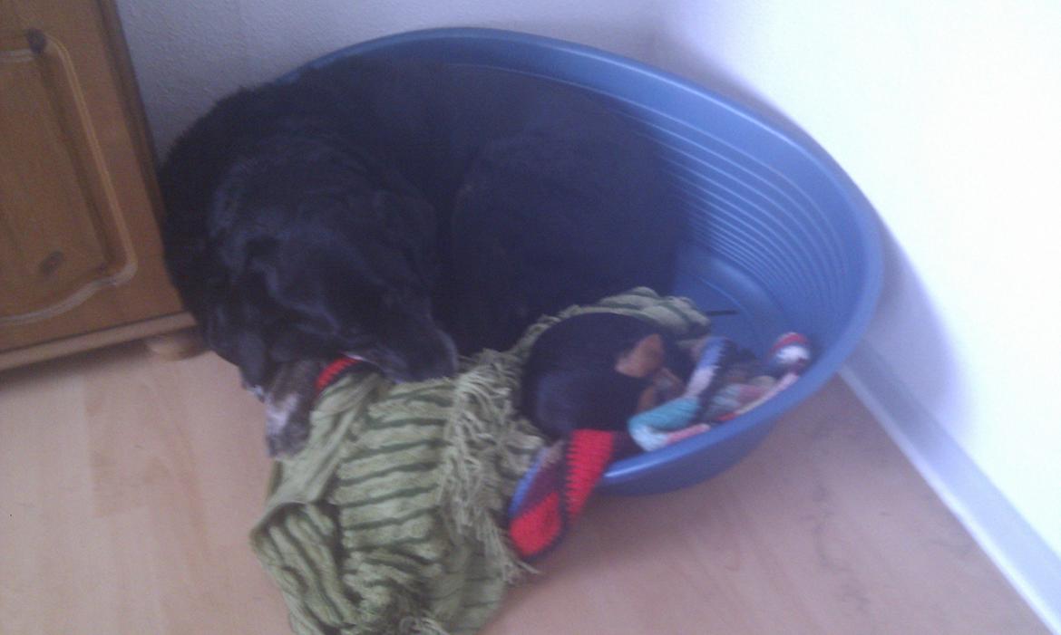 Blanding af racer Buller R.I.P billede 7