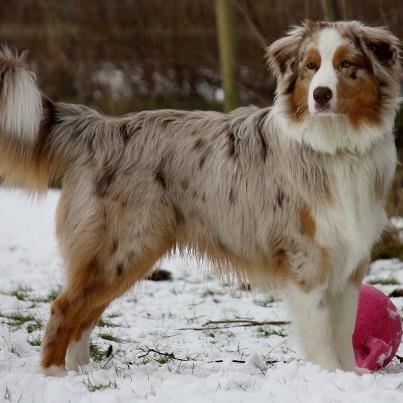 Australian shepherd Godrumsgårds Moluk  (Balou) billede 1
