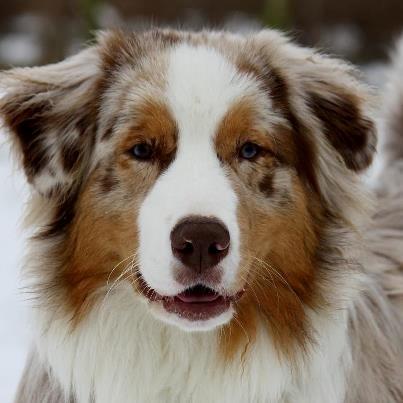 Australian shepherd Godrumsgårds Moluk  (Balou) billede 2
