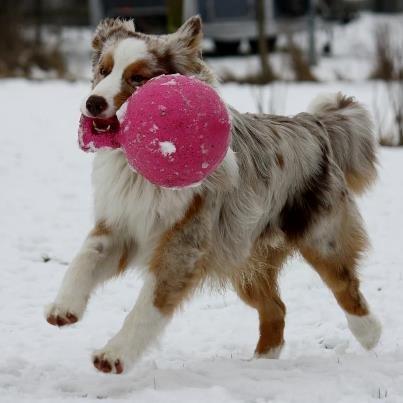 Australian shepherd Godrumsgårds Moluk  (Balou) billede 3