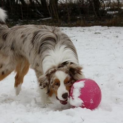 Australian shepherd Godrumsgårds Moluk  (Balou) billede 4