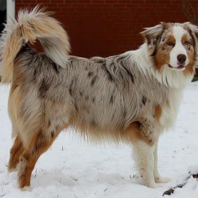 Australian shepherd Godrumsgårds Moluk  (Balou) billede 6