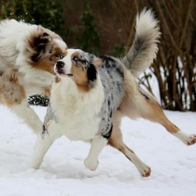 Australian shepherd Godrumsgårds Moluk  (Balou) billede 7