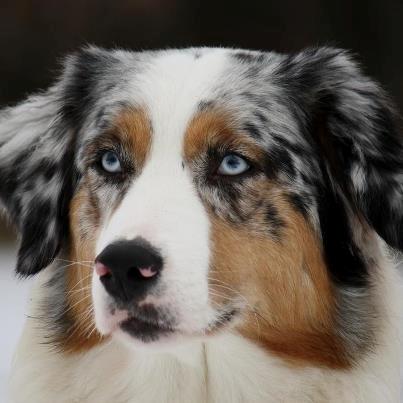 Australian shepherd Carpediumaussie   Blaze billede 1