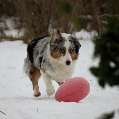 Australian shepherd Carpediumaussie   Blaze - Blaze leger med sit yndlings legetøj..
 billede 3