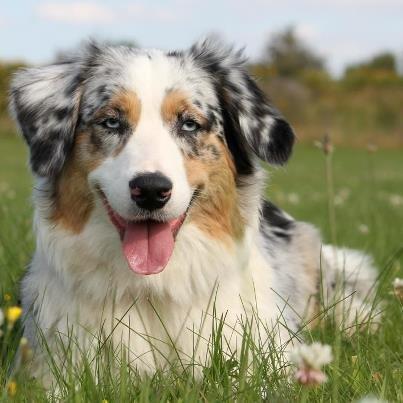 Australian shepherd Carpediumaussie   Blaze billede 4