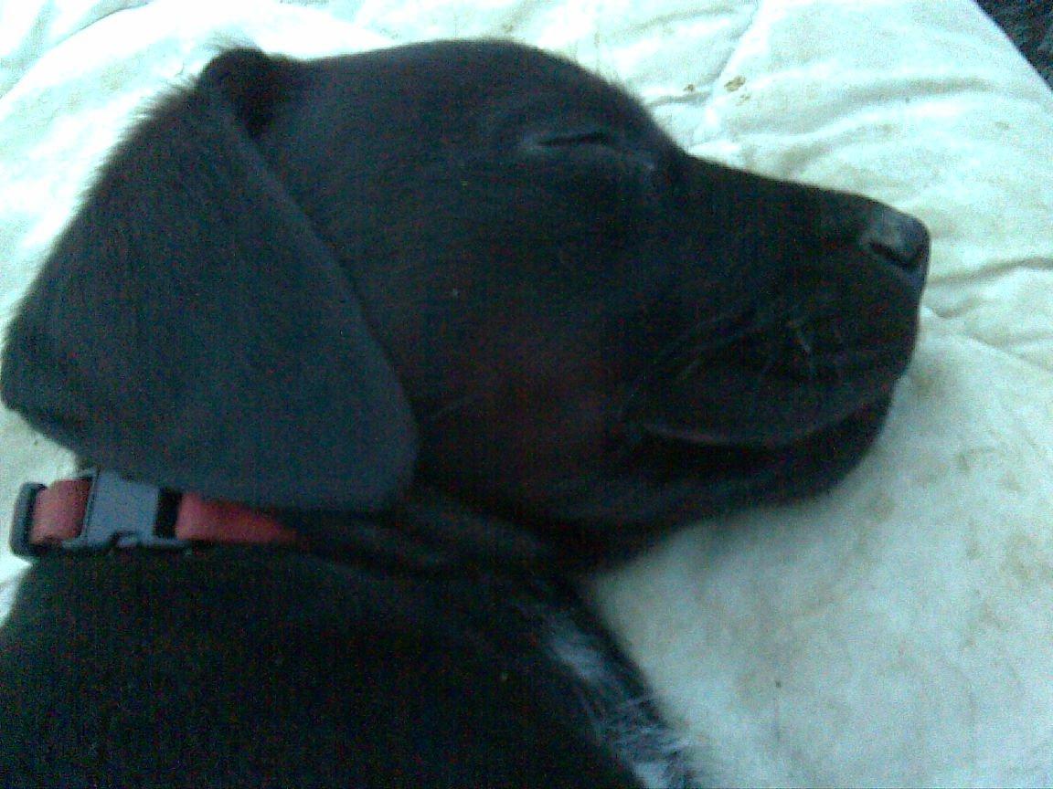 Blanding af racer katrine billede 2