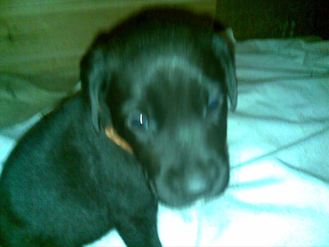 Blanding af racer katrine billede 3