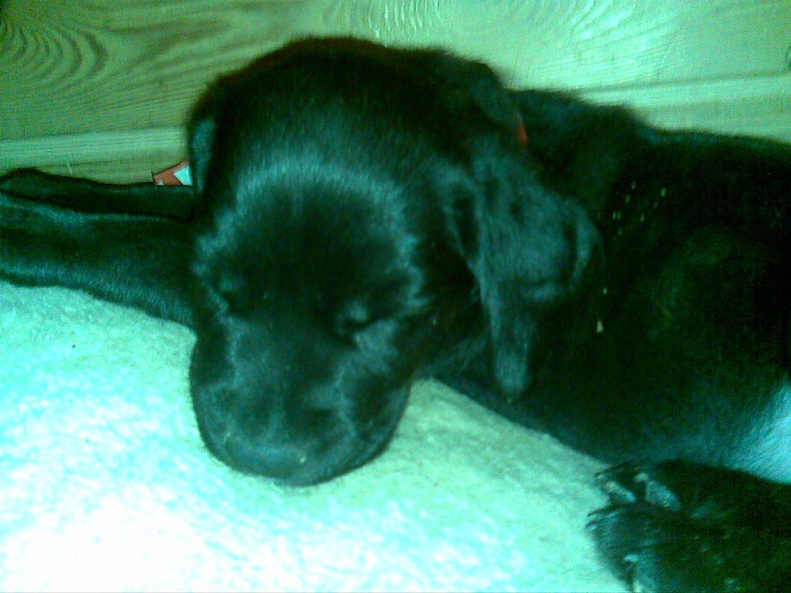 Blanding af racer katrine billede 4