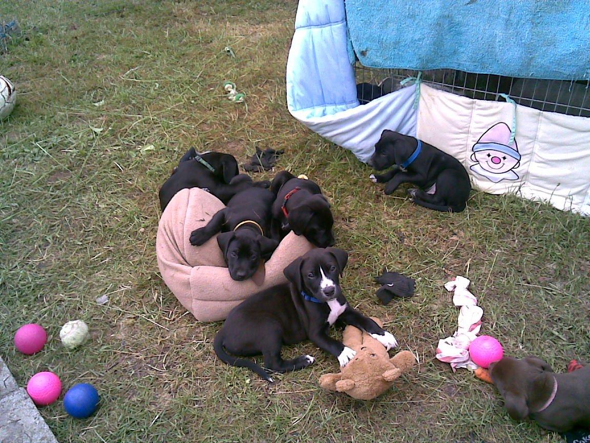 Blanding af racer katrine - katrine er den med rødt halsbånd. billede 5