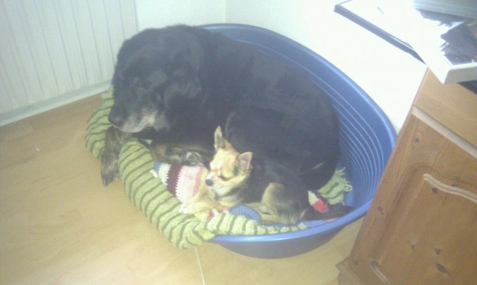 Blanding af racer Buller R.I.P billede 8