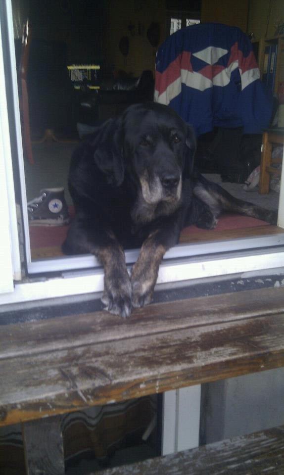 Blanding af racer Buller R.I.P billede 9